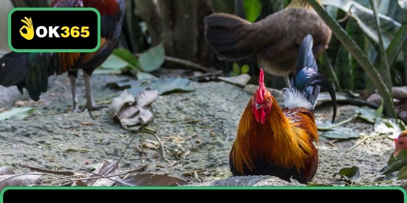 Hướng dẫn cược game live bet đá gà