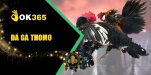 Đá Gà Thomo OK365 Trực Tiếp Hấp Dẫn Nhiều Trận Đấu Hay