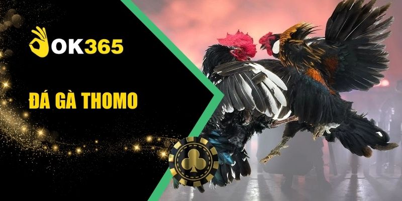 Đá Gà Thomo OK365 Trực Tiếp Hấp Dẫn Nhiều Trận Đấu Hay