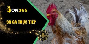 Đá Gà Trực Tiếp Xem Đấu Kê Trực Tuyến An Toàn Và Cược Nhanh
