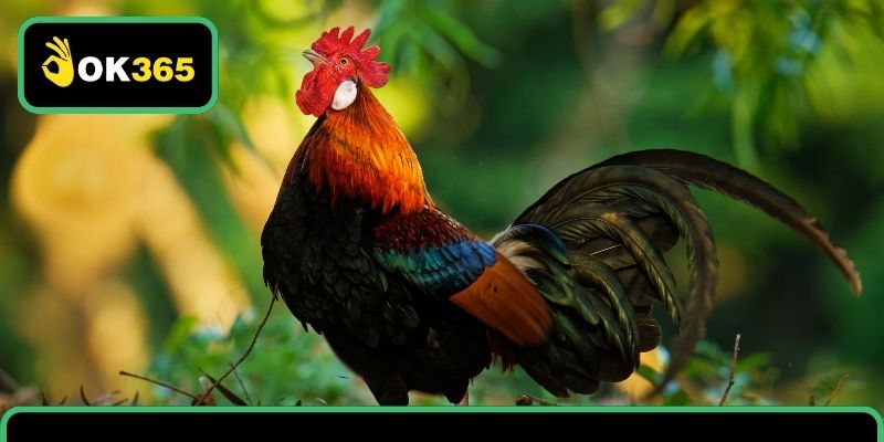 Kinh nghiệm làm chủ sân chơi đá gà trực tiếp