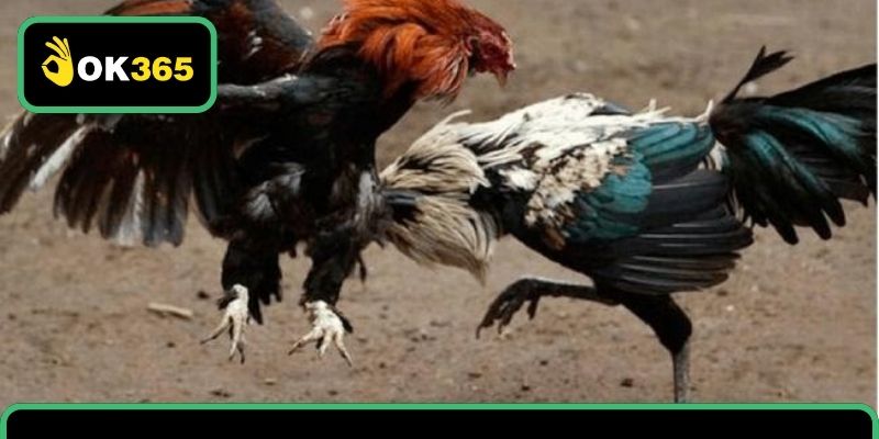 Tham gia cược đá gà Thomo cụ thể như thế nào