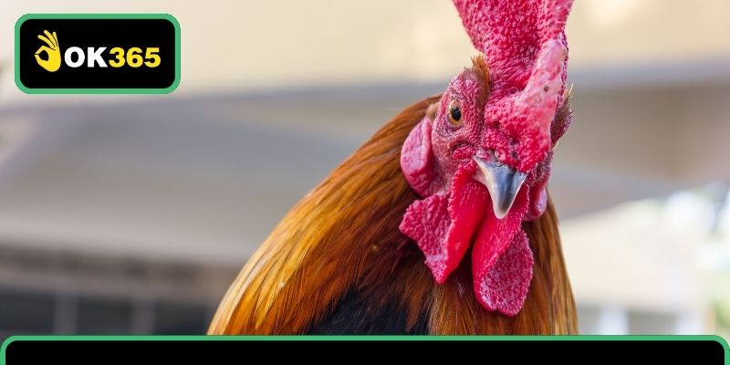 Tổng quan các hình thức đá gà dân gian