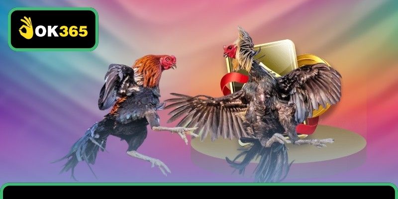 Tổng quan về trường chọi chiến kê Thomo