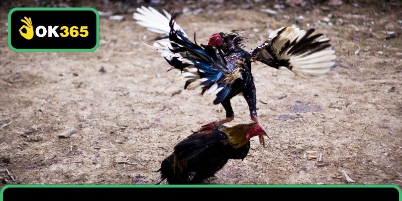 Đôi nét cần nắm về đá gà trực tiếp