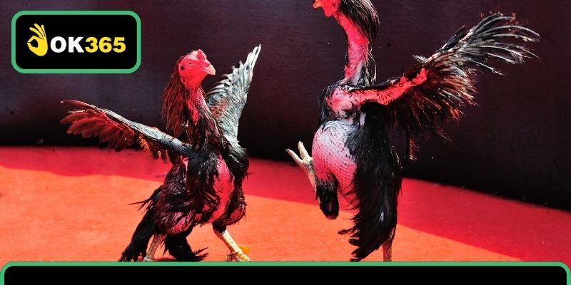 Đá gà OK365 chuyên mục giải trí đỉnh cao